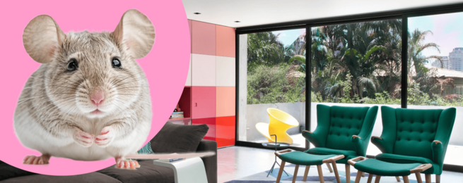 img Зоотовары для грызунов