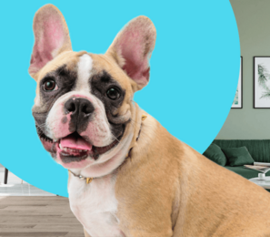 img Зоотовары для собак