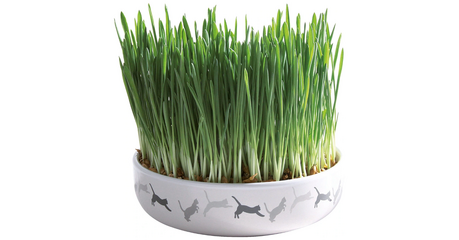 Trixie Керамическая миска для травы